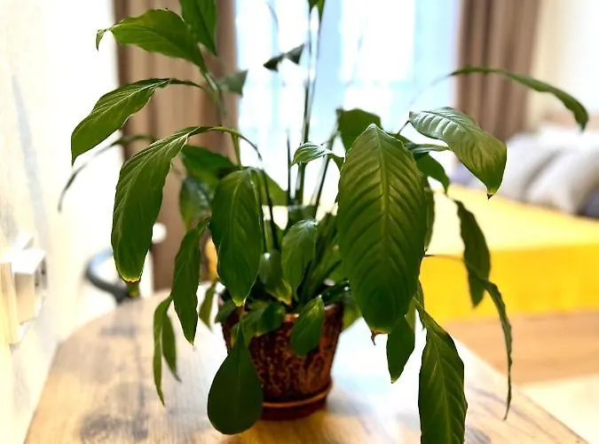 公寓 Osapart In A Complex Semycvit 3 *