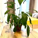 Apartment Osapart In A Complex Semycvit 3 *