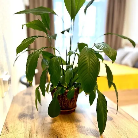 아파트 Osapart In A Complex Semycvit 3 *