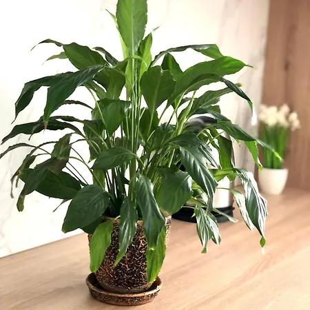 Osapart In A Complex Semycvit 3 아파트 리비프