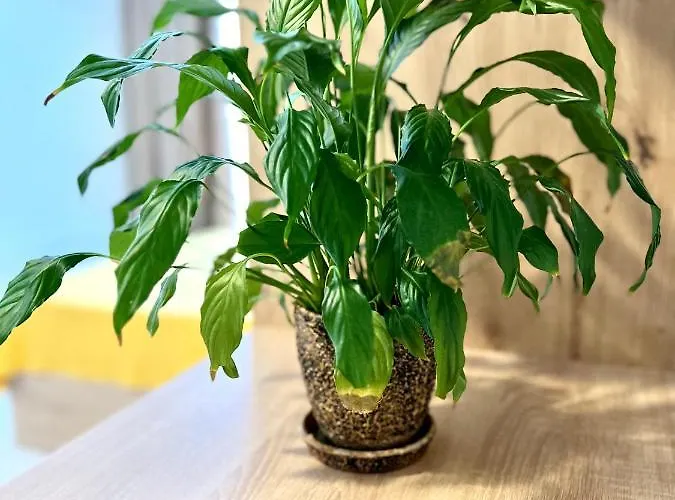 아파트 Osapart In A Complex Semycvit 3 *