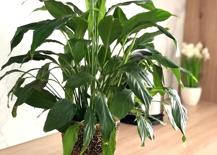 Osapart In A Complex Semycvit 3 Apartment Lviv